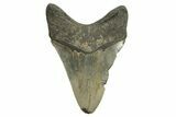 Serrated, Fossil Megalodon Tooth - North Carolina #294553-1